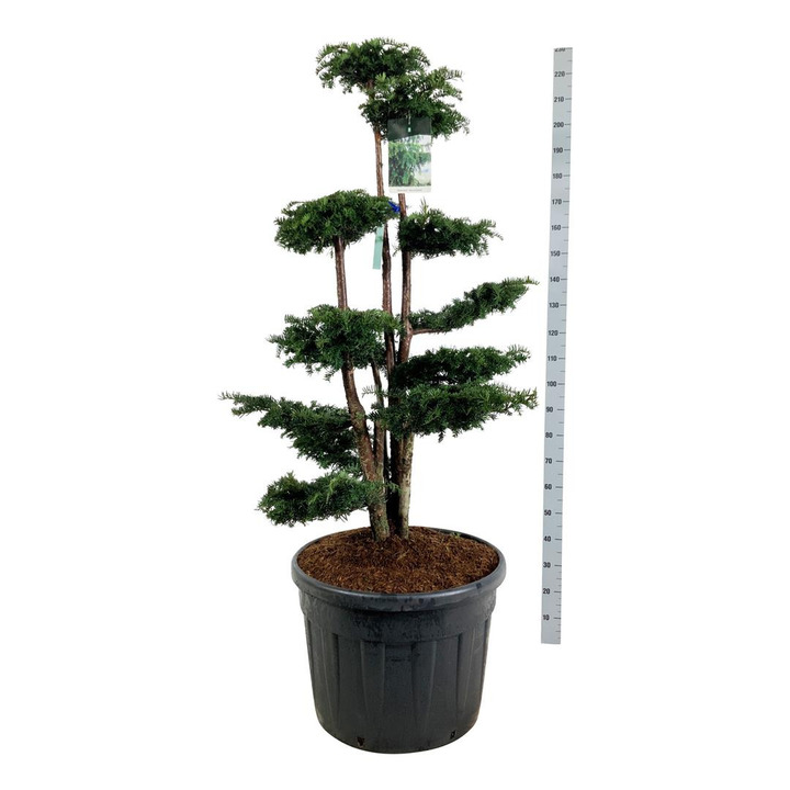 Kukmedis europinis (Lot Taxus b.) 'Dovastoniana' BONSAI 125-150 CM | KUKMEDŽIAI | SPYGLIUOČIAI