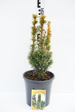 Kukmedis europinis (Lot Taxus b.) 'Fastigiata Aurea' C3/P19 30-40 CM
