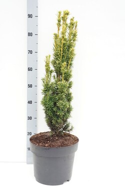 Kukmedis europinis (Lot Taxus b.) 'Fastigiata Aurea' C10 60-70 CM - nuotrauka 1