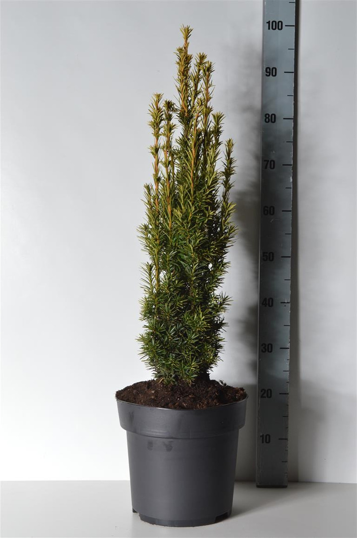 Kukmedis europinis (Lot Taxus b.) 'Fastigiata Aurea' C10 60-70 CM