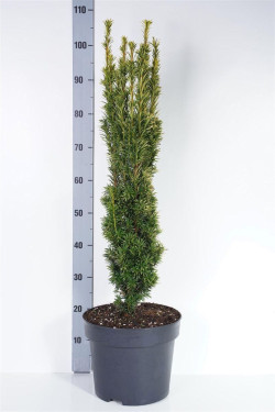 Kukmedis europinis (Lot Taxus b.) 'Fastigiata Aurea' C10 70-80 CM