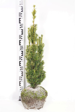 Kukmedis europinis (Lot Taxus b.) 'Fastigiata Aurea' 60-70 CM RB