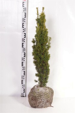 Kukmedis europinis (Lot Taxus b.) 'Fastigiata Aurea' 70-80 CM RB