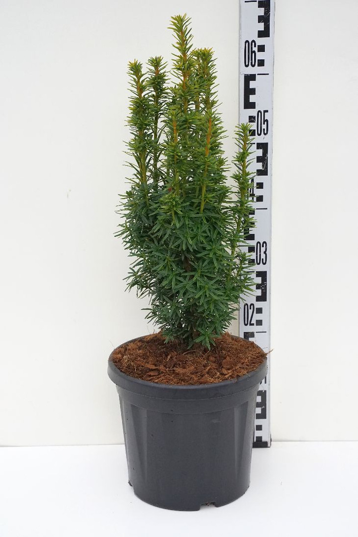 Kukmedis europinis (Lot Taxus b.) 'Fastigiata David' C6,5/TB24 40 CM | KUKMEDŽIAI | SPYGLIUOČIAI