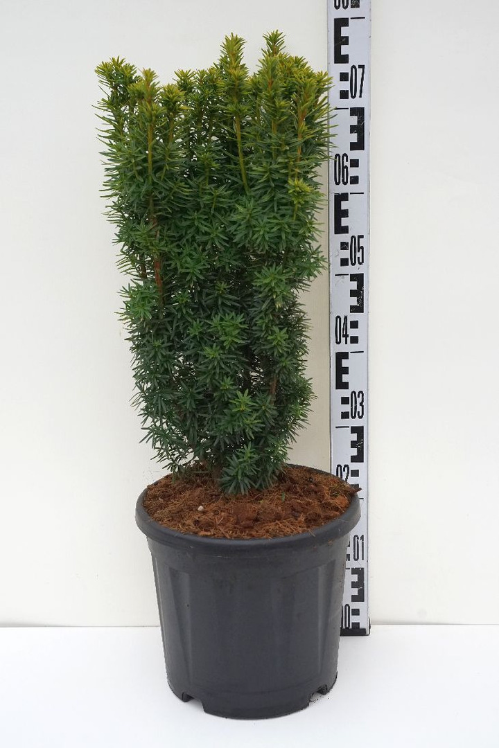Kukmedis europinis (Lot Taxus b.) 'Fastigiata David' C10 50/+ CM | KUKMEDŽIAI | SPYGLIUOČIAI
