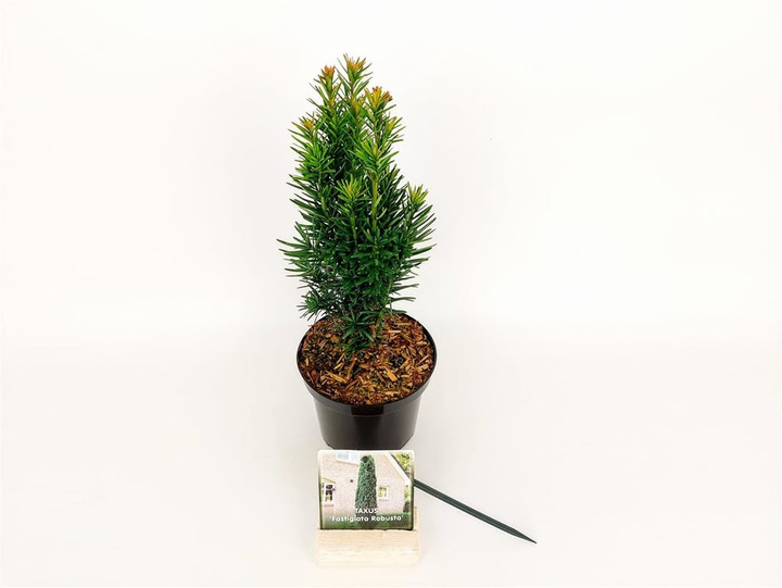 Kukmedis europinis (Lot Taxus b.) 'Fastigiata Robusta' C1,5/P15 30-40 CM