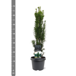 Kukmedis europinis (Lot Taxus b.) 'Fastigiata Robusta' C3/P19 40-50 CM | KUKMEDŽIAI | SPYGLIUOČIAI