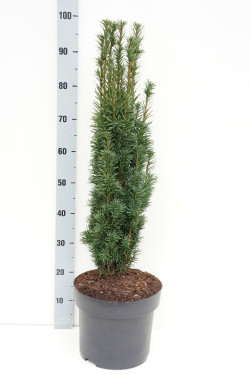 Kukmedis europinis (Lot Taxus b.) 'Fastigiata Robusta' C10 70-80 CM - nuotrauka 1