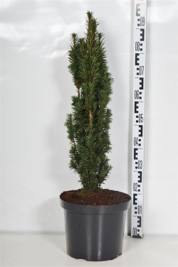 Kukmedis europinis (Lot Taxus b.) 'Fastigiata Robusta' C10 70-80 CM - nuotrauka 2