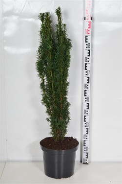 Kukmedis europinis (Lot Taxus b.) 'Fastigiata Robusta' C10 80-90 CM