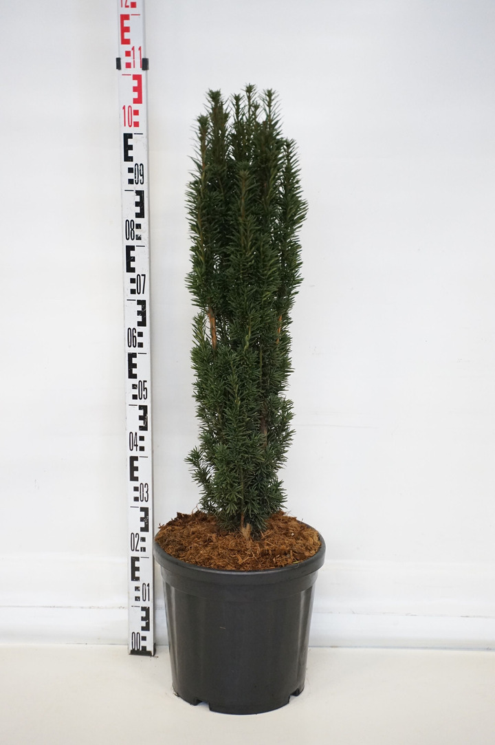 Kukmedis europinis (Lot Taxus b.) 'Fastigiata Robusta' C18 70-80 CM | KUKMEDŽIAI | SPYGLIUOČIAI