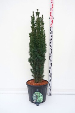 Kukmedis europinis (Lot Taxus b.) 'Fastigiata Robusta' C18 80-100 CM