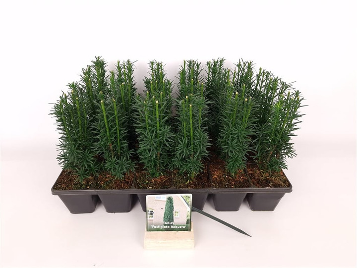 Kukmedis europinis (Lot Taxus b.) 'Fastigiata Robusta' P9 JAUNI AUGALAI
