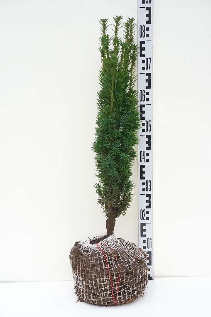 Kukmedis europinis (Lot Taxus b.) 'Fastigiata Robusta' 60-70 CM RB | KUKMEDŽIAI | SPYGLIUOČIAI