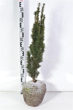 Kukmedis europinis (Lot Taxus b.) 'Fastigiata Robusta' 70-80 CM RB