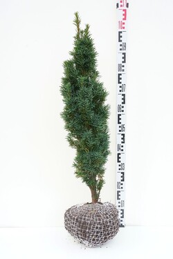 Kukmedis europinis (Lot Taxus b.) 'Fastigiata Robusta' 80-90 CM RB