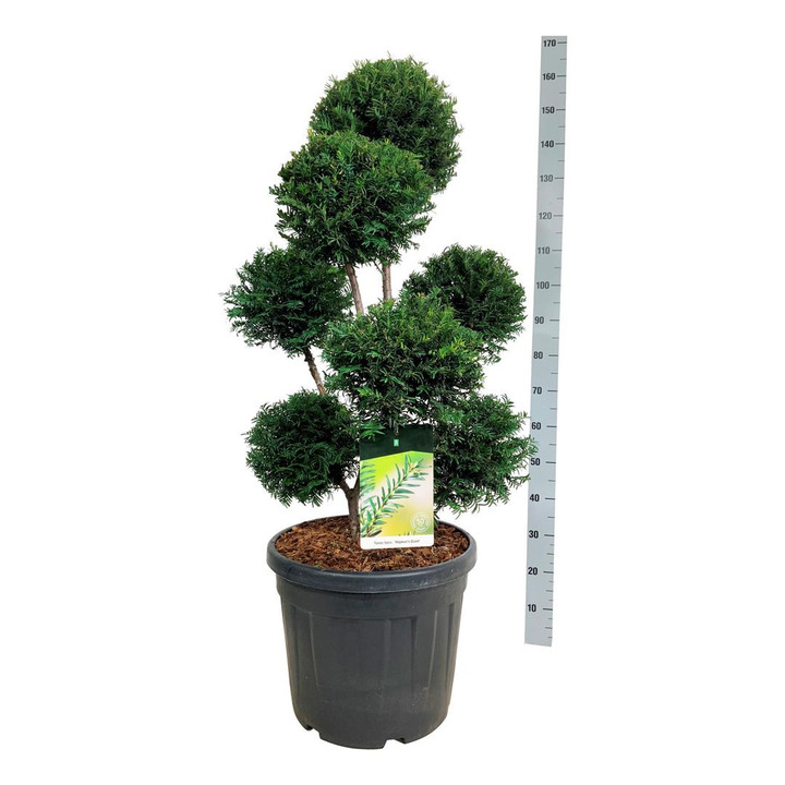 Kukmedis europinis (Lot Taxus b.) 'Hopken's Gigant' MULTI 80-100 CM C55