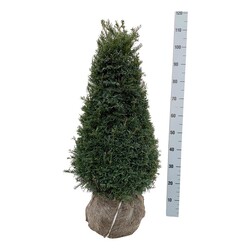 Kukmedis europinis (Lot Taxus b.) 'Hopken's Gigant' 80-100 CM CONE RB EXTRA
