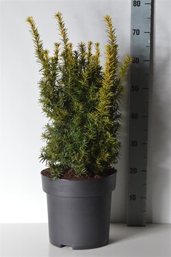 Kukmedis europinis (Lot Taxus b.) 'Judith' C10 50-60 CM - nuotrauka 2