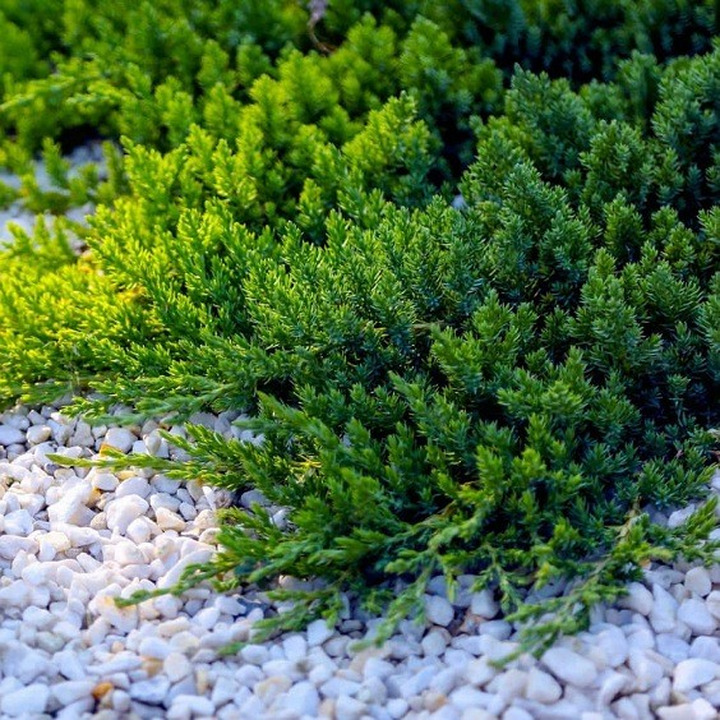 Kadagys Pajūrinis ( Lot. Juniperus Conferta) Blue Pacific C3-KADAGIAI-SPYGLIUOČIAI