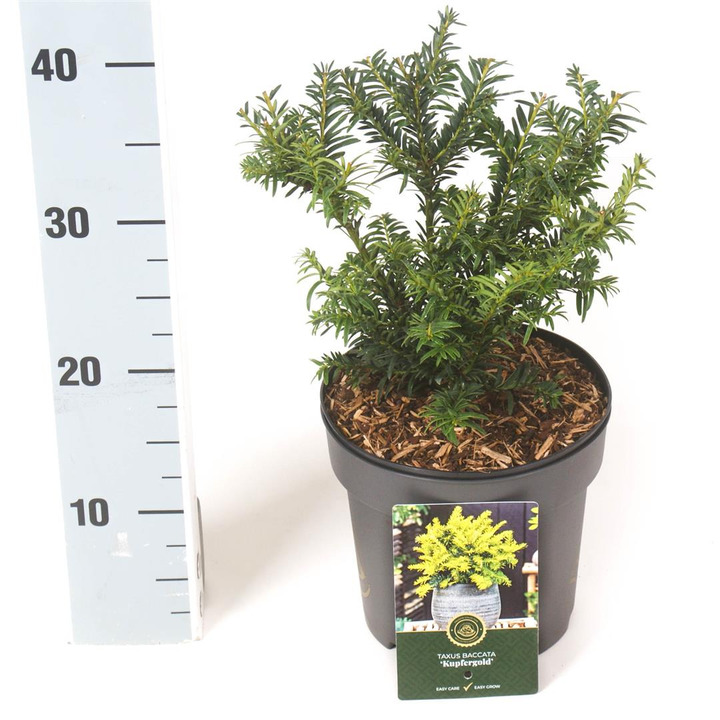 Kukmedis europinis (Lot Taxus b.) 'Kupfergold' C2,5/P18 25-30 CM | KUKMEDŽIAI | SPYGLIUOČIAI