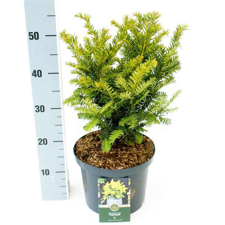 Kukmedis europinis (Lot Taxus b.) 'Kupfergold' C5/P23 30-40 CM