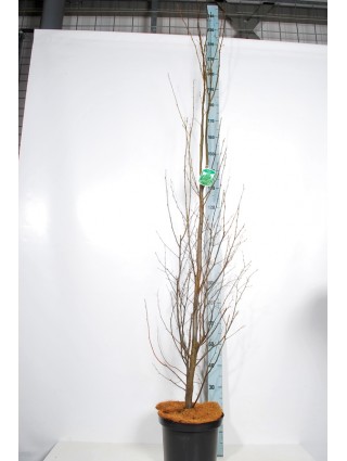 Skroblas Paprastasis (Lot Carpinus Betulus) 'Fastigiata' C10 150-175CM-SKROBLAI-MEDŽIAI
