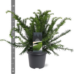 Kukmedis europinis (Lot Taxus b.) 'Repandens' C5/P23 30-40 CM | KUKMEDŽIAI | SPYGLIUOČIAI