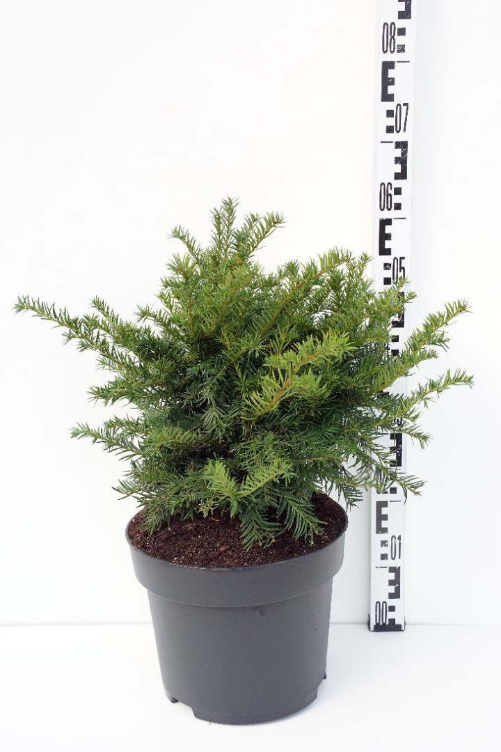 Kukmedis europinis (Lot Taxus b.) 'Repandens' C10 40-50 CM