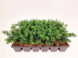 Kukmedis europinis (Lot Taxus b.) 'Repandens' P9 GROWTRAY | KUKMEDŽIAI | SPYGLIUOČIAI