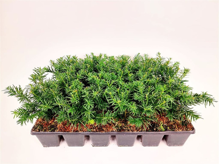 Kukmedis europinis (Lot Taxus b.) 'Repandens' P9 GROWTRAY | KUKMEDŽIAI | SPYGLIUOČIAI