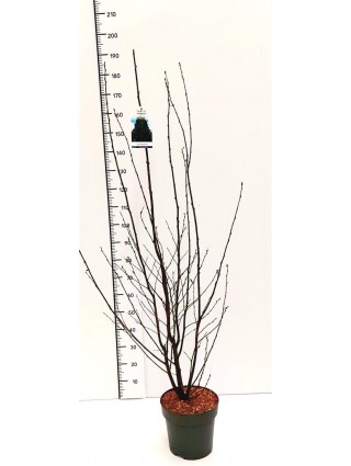Skroblas Paprastasis (Lot Carpinus Betulus) 'Fastigiata' C10 150-175CM-SKROBLAI-MEDŽIAI