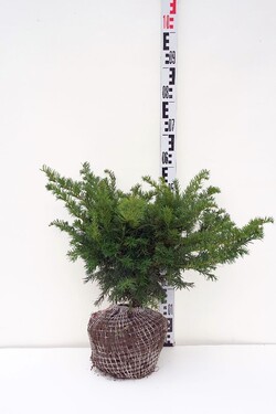 Kukmedis europinis (Lot Taxus b.) 'Repandens' 40-50 CM RB