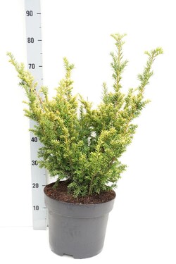 Kukmedis europinis (Lot Taxus b.) 'Semperaurea' C10 50-60 CM - nuotrauka 1