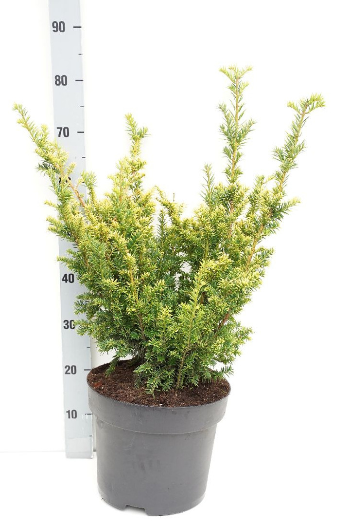 Kukmedis europinis (Lot Taxus b.) 'Semperaurea' C10 50-60 CM