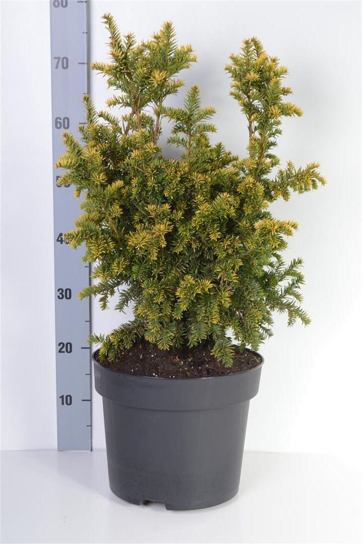 Kukmedis europinis (Lot Taxus b.) 'Semperaurea' C10 50-60 CM