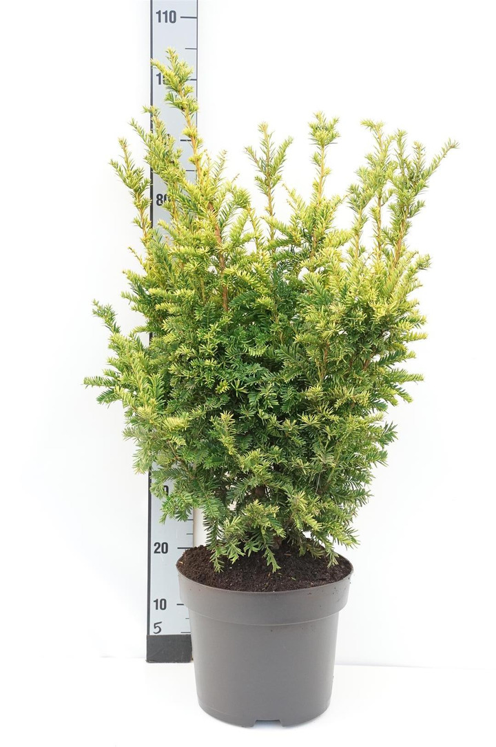 Kukmedis europinis (Lot Taxus b.) 'Semperaurea' C10 60/+ CM