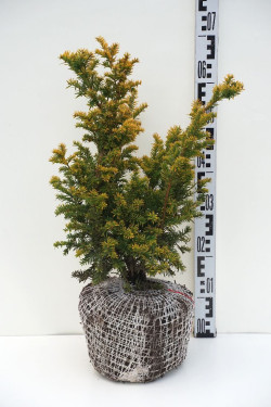 Kukmedis europinis (Lot Taxus b.) 'Semperaurea' 40-50 CM RB