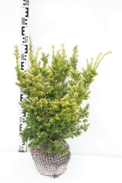 Kukmedis europinis (Lot Taxus b.) 'Semperaurea' 50-60 CM RB