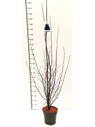 Skroblas Paprastasis (Lot Carpinus Betulus) 'Fastigiata' C10 175-200CM-SKROBLAI-MEDŽIAI