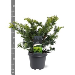 Kukmedis europinis (Lot Taxus b.) 'Summergold' C5/P23 30-40 CM | KUKMEDŽIAI | SPYGLIUOČIAI