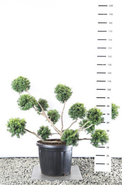 Kukmedis europinis (Lot Taxus b.) 'Summergold' M.BALL 100-125E C20
