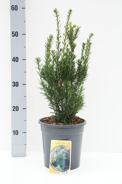 Dygusis kukmedis (Lot Taxus cuspidata nana) C3/P19 25-30 CM | KUKMEDŽIAI | SPYGLIUOČIAI