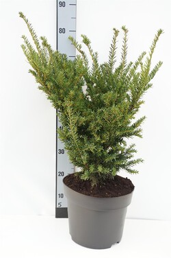 Kukmedis dygusis (Lot Taxus cuspidata)  C10 40-50 CM