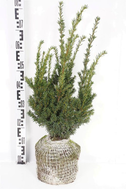 Kukmedis dygusis (Lot Taxus cuspidata)  40-50 CM RB