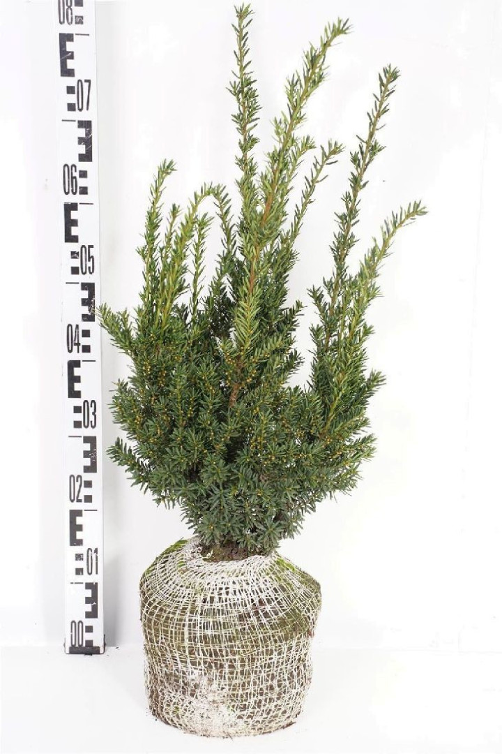 Kukmedis dygusis (Lot Taxus cuspidata)  40-50 CM RB