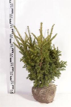 Kukmedis dygusis (Lot Taxus cuspidata)  50-60 CM RB