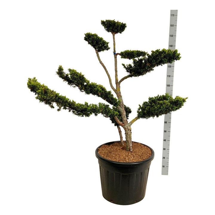Kukmedis dygusis (Lot Taxus cuspidata)  BONSAI 80-100CM C70
