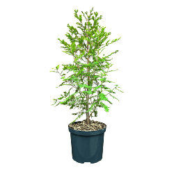 Taksodis dvieilis (Lot Taxodium distichum) C2,5/P18 30-40 CM