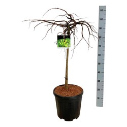 Taksodis dvieilis (Lot Taxodium distichum) 'Secrest' C15 STIEBAS 60 CM - nuotrauka 1